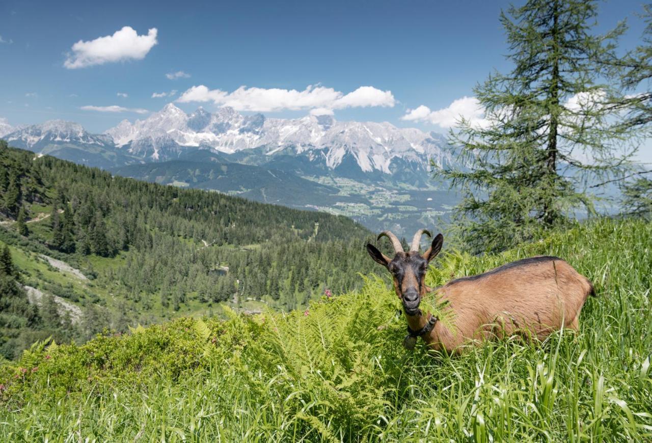 Johann Schladming Dış mekan fotoğraf